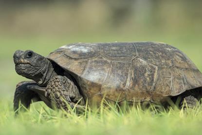 The gopher turtle